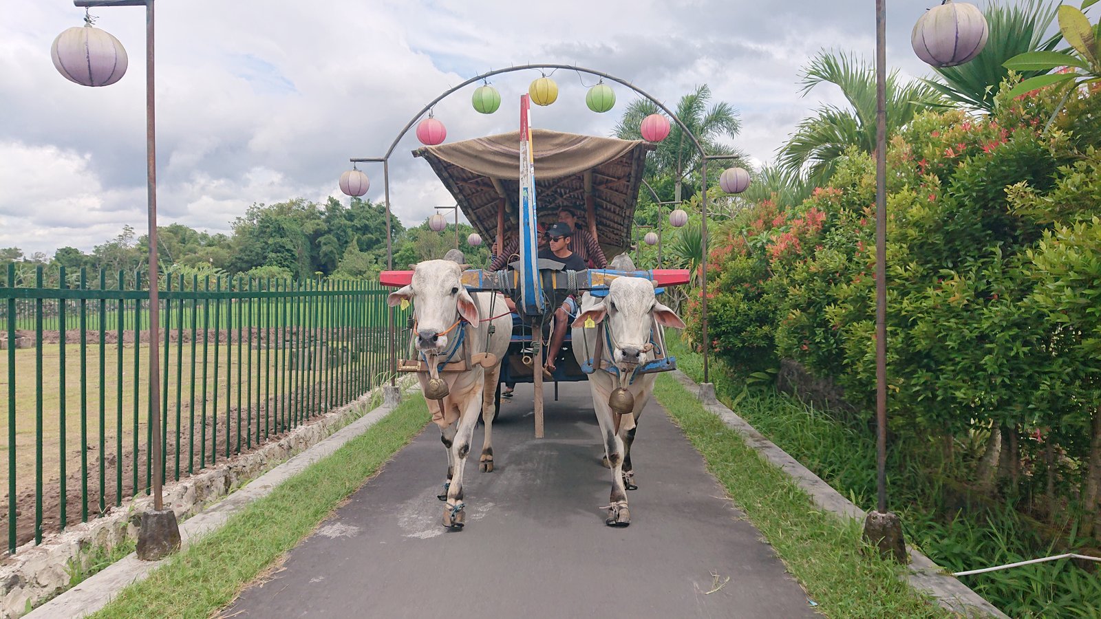 Gerobak Sapi Tour